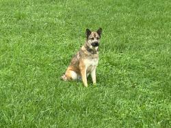 Reunited Female Dog last seen Swanay RD and Old Stage RD intersection (near 715 Swanay RD Limestone, TN), Limestone, TN 37681