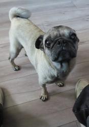 Reunited Male Dog last seen 8th and Fresno, Los Angeles, CA 90023