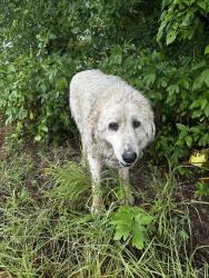 Found/Stray Unknown Dog last seen Boz and Greathouse Rd, Waxahachie, TX 75167