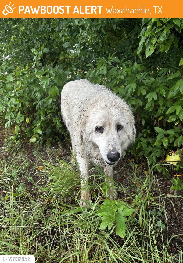 Found/Stray Unknown Dog last seen Boz and Greathouse Rd, Waxahachie, TX 75167