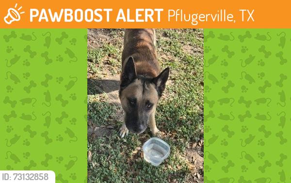 Found/Stray Male Dog last seen Harcourt hse Ln and Vanilla bean st. Brookfield ests, Pflugerville, TX 78660