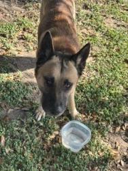 Found/Stray Male Dog last seen Harcourt hse Ln and Vanilla bean st. Brookfield ests, Pflugerville, TX 78660