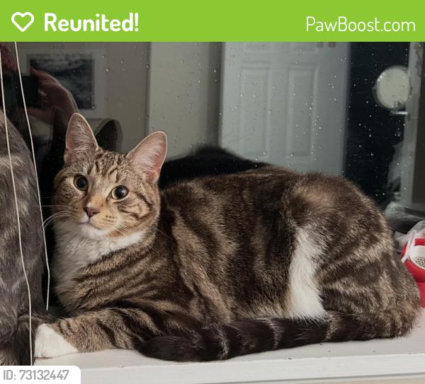 Reunited Male Cat last seen Princess rd, North Vancouver, BC V7N 1J7