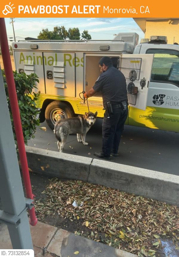 Found/Stray Unknown Dog last seen S Peck and E longden ave in Monrovia, Monrovia, CA 91016
