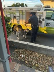 Found/Stray Unknown Dog last seen S Peck and E longden ave in Monrovia, Monrovia, CA 91016