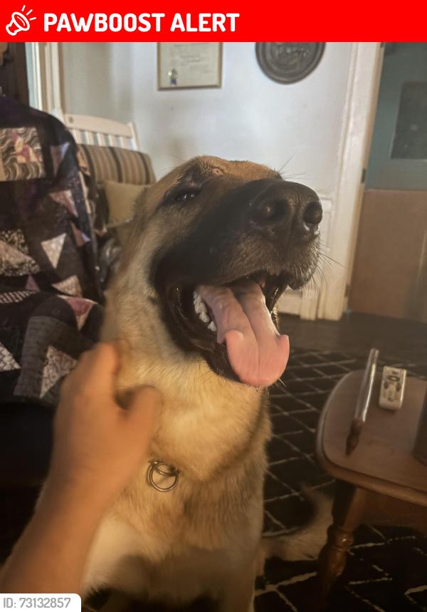 Lost Male Dog last seen N Limerick rd and Cemetery rd, Montgomery County, PA 19473