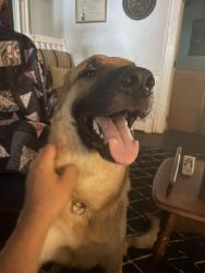 Lost Male Dog last seen N Limerick rd and Cemetery rd, Montgomery County, PA 19473