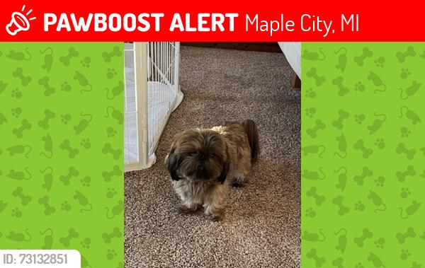 Lost Male Dog last seen Glen Lake, east side, Maple City, MI 49664