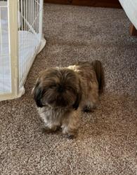 Lost Male Dog last seen Glen Lake, east side, Maple City, MI 49664