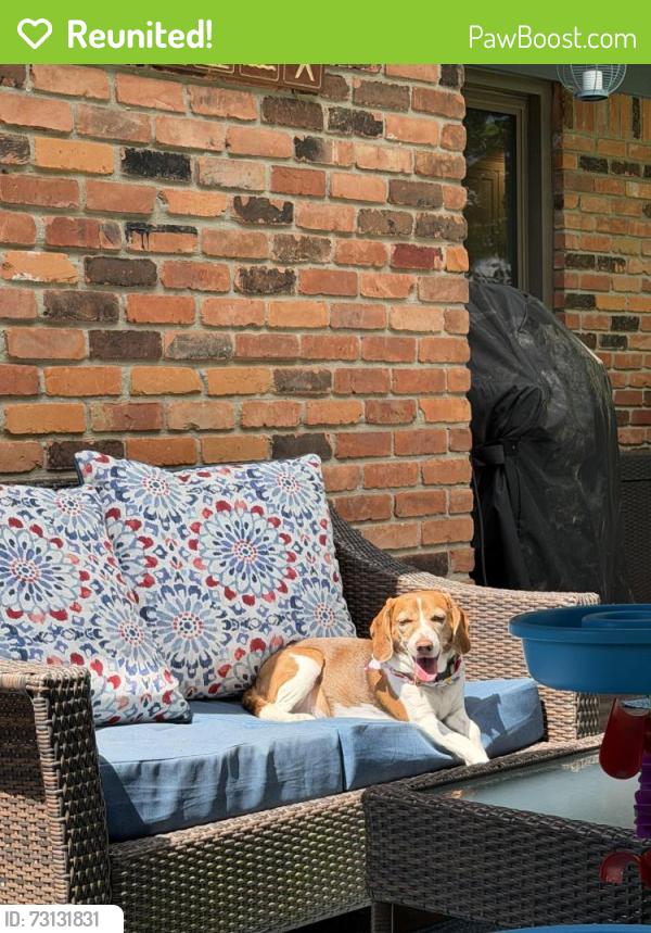 Reunited Female Dog last seen Tienken & Brewster, Rochester Hills, MI 48309