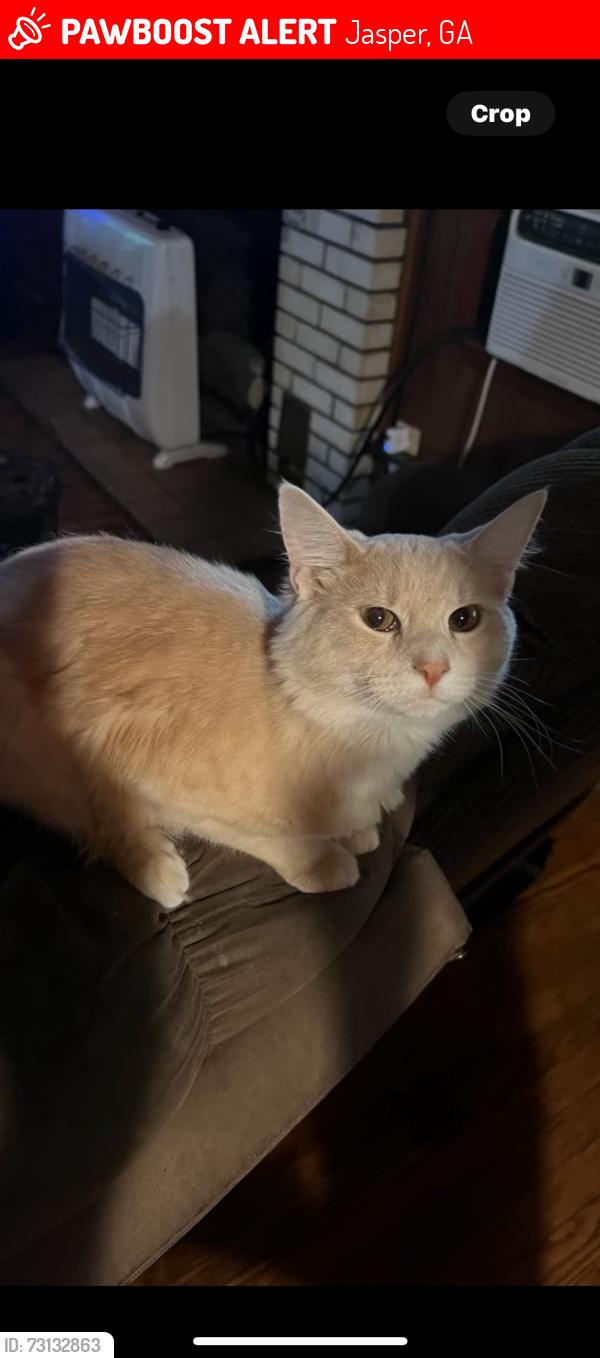 Lost Female Cat last seen Manor court, Jasper, GA 30143