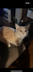 Lost Female Cat last seen Manor court, Jasper, GA 30143