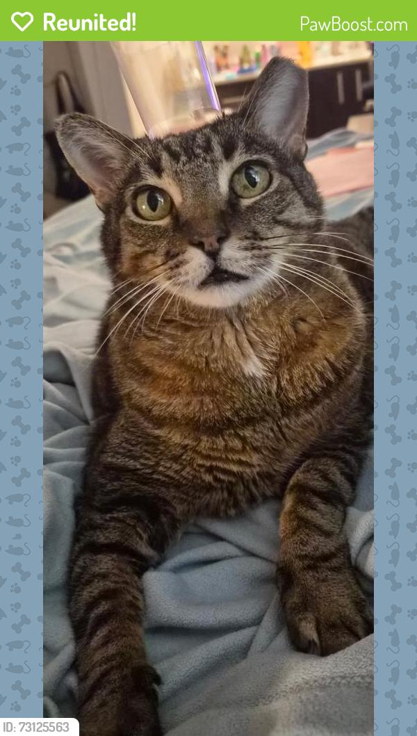 Reunited Male Cat last seen 68th St & Thomas Rd., Scottsdale, AZ 85251