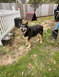 Reunited Female Dog last seen Pine Forest Rd near hmstd Village, Pensacola, FL 32526