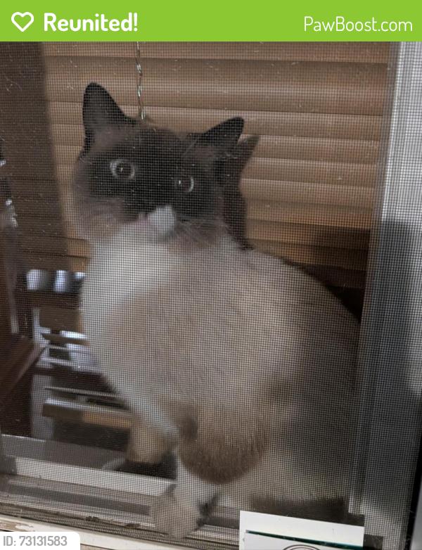 Reunited Male Cat last seen Smart Parke next to Lindero Oaks on Via Colinas, Westlake Village, CA 91362