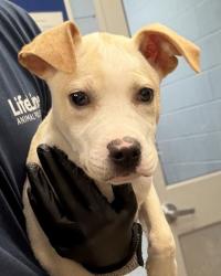 Shelter Stray Male Dog last seen Near Portland Ave SE, Atlanta, GA 30316, 30316, GA, 3280 Chamblee Dunwoody Rd, Chamblee, GA 30341, USA