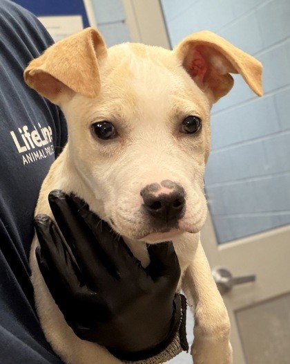 Shelter Stray Male Dog last seen Near Portland Ave SE, Atlanta, GA 30316, 30316, GA, 3280 Chamblee Dunwoody Rd, Chamblee, GA 30341, USA