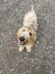 Found/Stray Male Dog last seen Paige, Paige, TX 78659