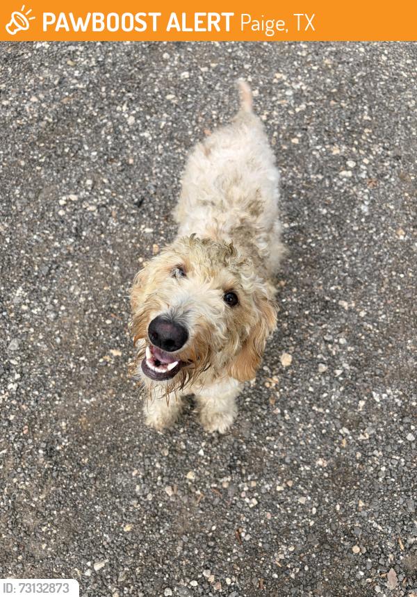 Found/Stray Male Dog last seen Paige, Paige, TX 78659