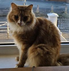Reunited Male Cat last seen Foundry Lane, Willeton Str, Bucknall, Stoke-on-Trent, Stoke-on-Trent, England 