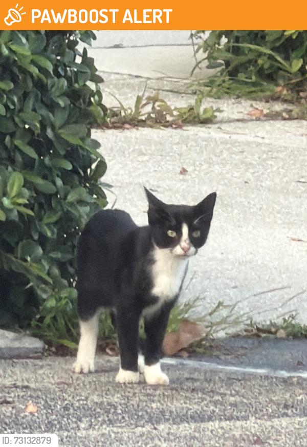 Found/Stray Unknown Cat last seen In bushes next to womens care office, Lake Worth Beach, FL 33461