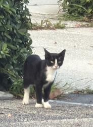 Found/Stray Unknown Cat last seen In bushes next to womens care office, Lake Worth Beach, FL 33461