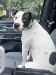 Reunited Male Dog last seen Drexelwood Drive, Carley, Springdale, AR 72762
