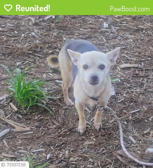 Reunited Female Dog last seen MLK Blvd and Moline St 80238, Denver, CO 80239