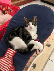Reunited Male Cat last seen Keilor Downs Recreation Reserve Playground, Keilor Downs, VIC 3038