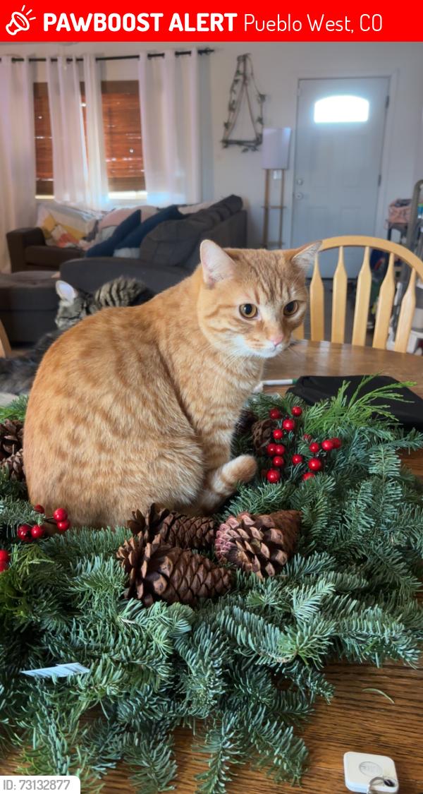 Lost Male Cat last seen Platteville and Laramie, Pueblo West, CO 81007