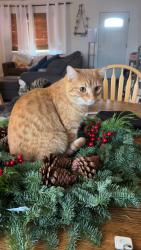 Lost Male Cat last seen Platteville and Laramie, Pueblo West, CO 81007