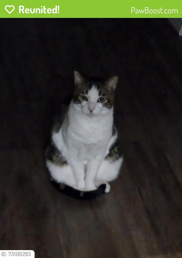 Reunited Male Cat last seen Near Treeline Dr, Allentown, PA 18103