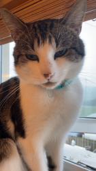 Lost Male Cat last seen Near the Local Park, Llysfaen Pentraeth, Conwy, Cymru LL29 9YN