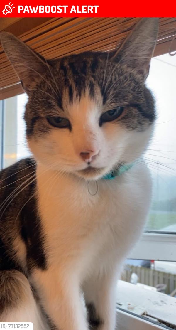 Lost Male Cat last seen Near the Local Park, Llysfaen Pentraeth, Conwy, Cymru LL29 9YN