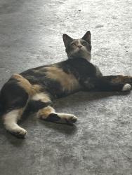Found/Stray Female Cat last seen Naamans drive and Parish Ave, Claymont, DE 19703