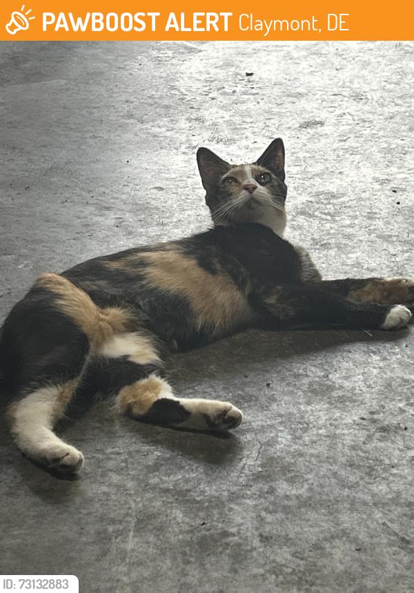 Found/Stray Female Cat last seen Naamans drive and Parish Ave, Claymont, DE 19703