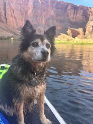 Lost Female Dog last seen Near Bryant st, Denver, CO 80211