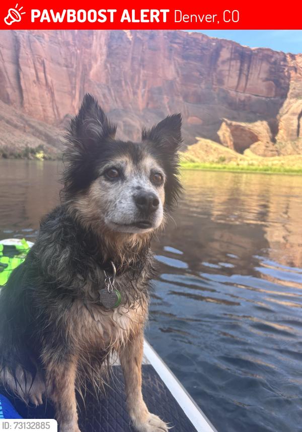 Lost Female Dog last seen Near Bryant st, Denver, CO 80211