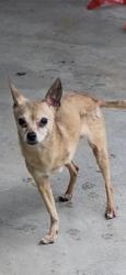 Reunited Female Dog last seen E street and 49, San Bernardino, CA 92407