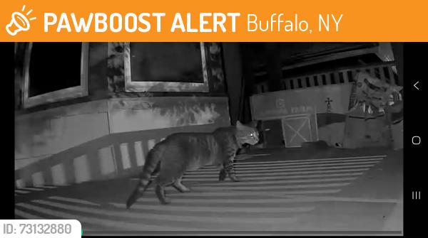 Found/Stray Unknown Cat last seen Elmwood and Potomac, Near Bidwell Park, Buffalo, NY 14222