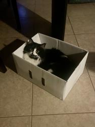 Reunited Female Cat last seen Red Bud Trail and W Shady Oaks Circle, Shady Shores, TX 76208