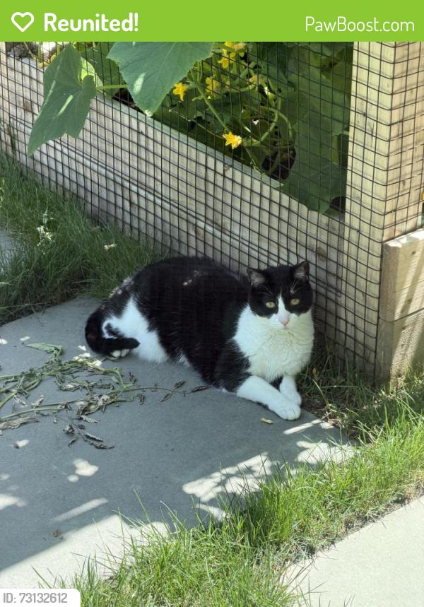 Reunited Female Cat last seen Near Sylvan Ln, Old Greenwich, CT 06870, USA, Greenwich, CT 06870