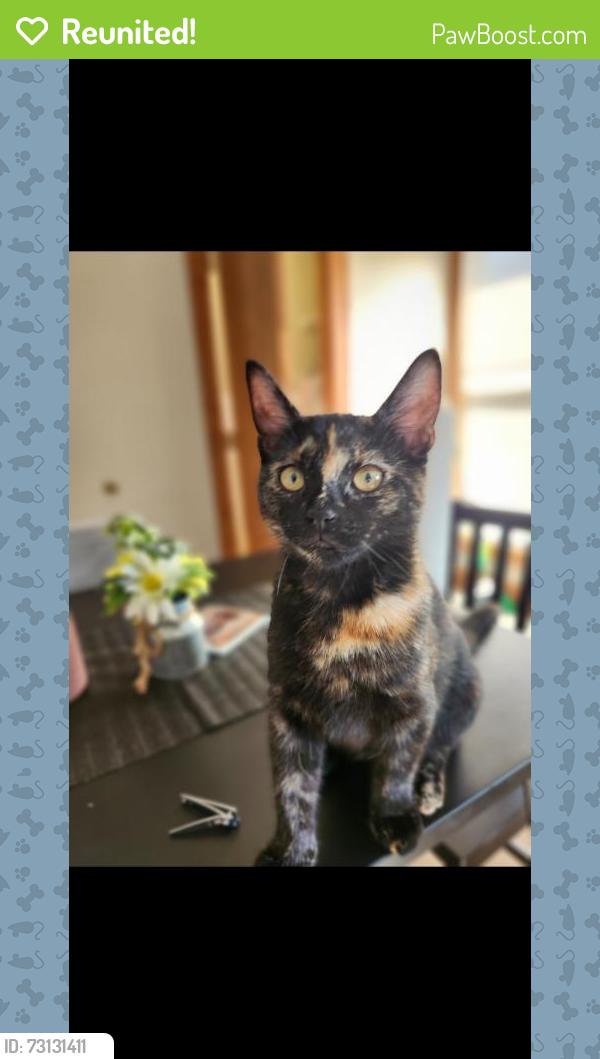 Reunited Female Cat last seen Wyoming ave, Exeter, PA 18643