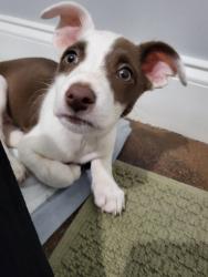 Lost Unknown Dog last seen Riverside Dr, Tulsa, Tulsa, OK 74105