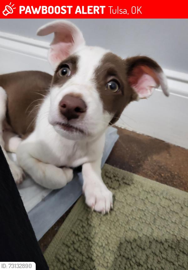 Lost Unknown Dog last seen Riverside Dr, Tulsa, Tulsa, OK 74105