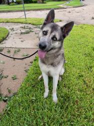 Reunited Male Dog last seen Near Honor Park Dr, Houston, TX 77065, USA, Houston, TX 77065