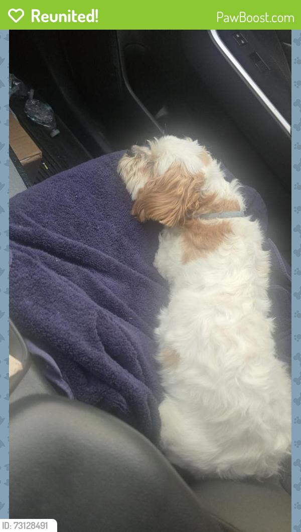 Reunited Female Dog last seen Broadway St, Vallejo, CA 94589