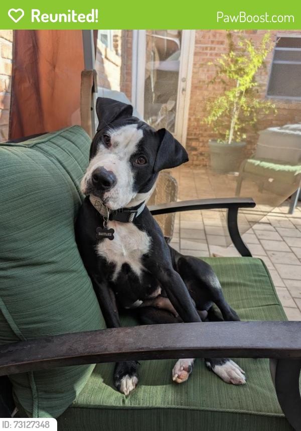 Reunited Female Dog last seen Tryon Library, Langley Ave & College Pkwy, Pensacola, FL 32504