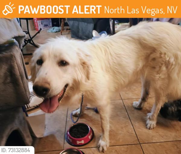 Found/Stray Female Dog last seen Dorell between N.5th and Goldfield, North Las Vegas, NV 89084