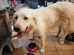 Found/Stray Female Dog last seen Dorell between N.5th and Goldfield, North Las Vegas, NV 89084